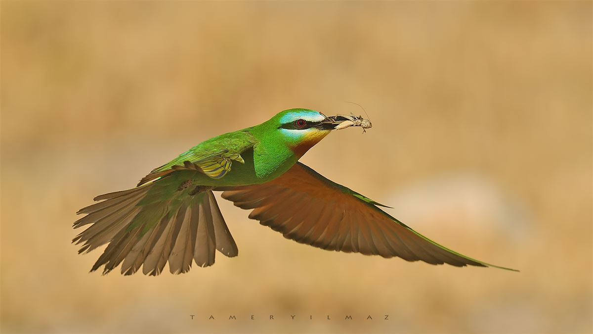 Blue-cheeked Bee-eater
