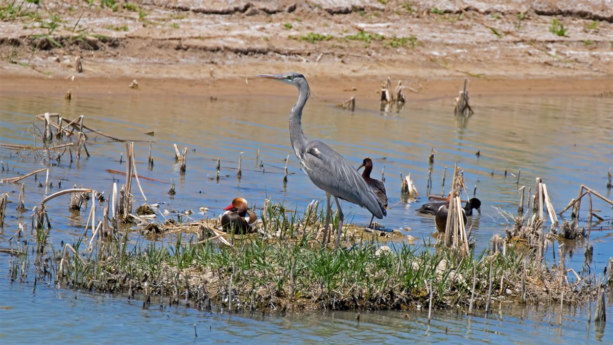 Grey Heron