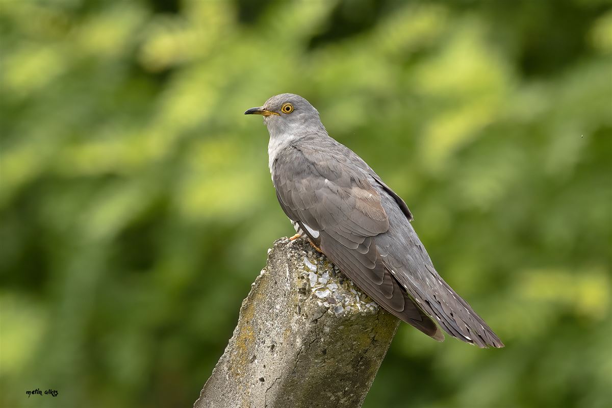 Common Cuckoo