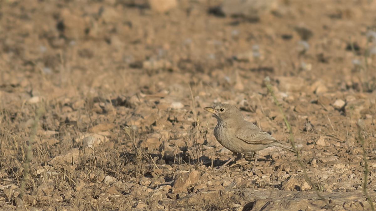 Desert Lark