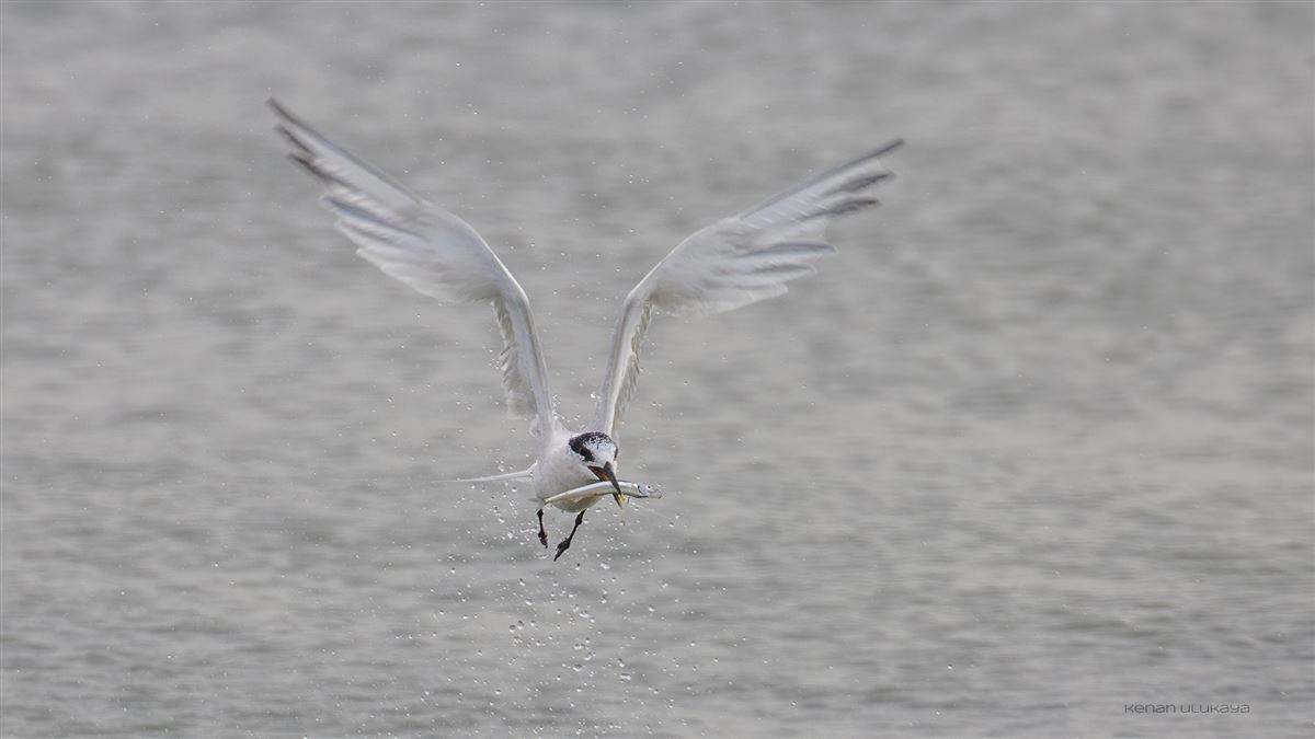 Sandwich Tern