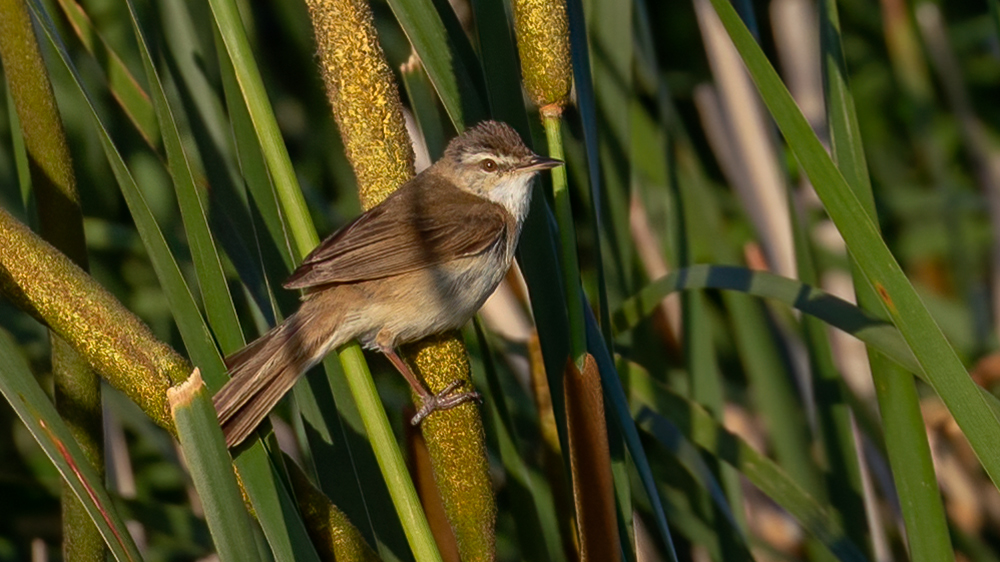 Paddyfield Warbler