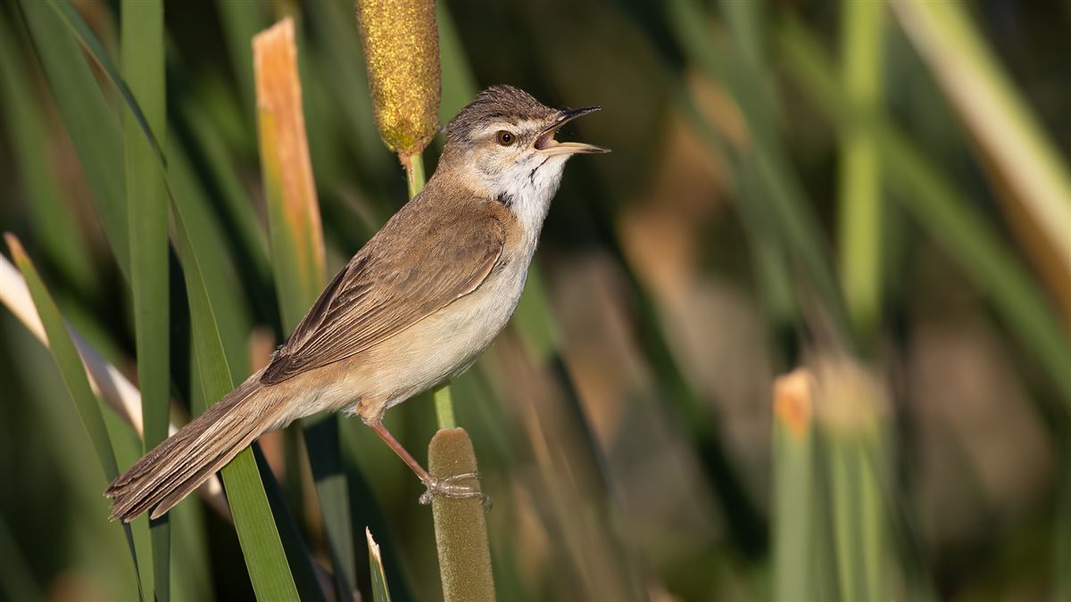 Paddyfield Warbler
