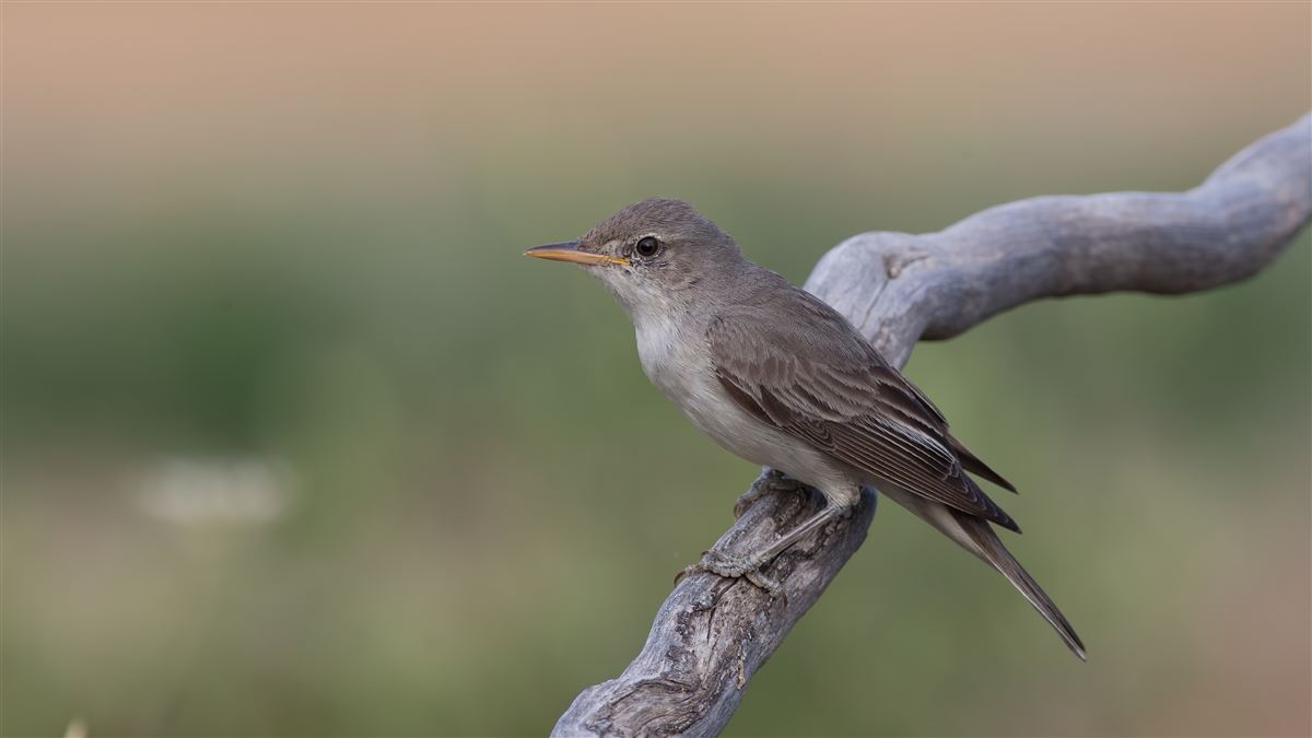 Zeytin mukallidi