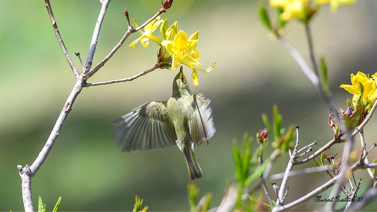 Green Warbler