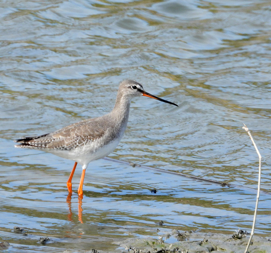 Spotted Redshank