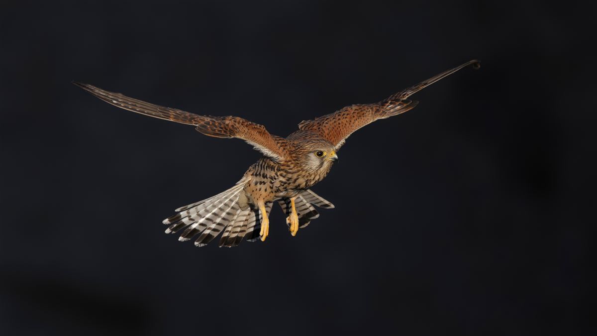 Common Kestrel