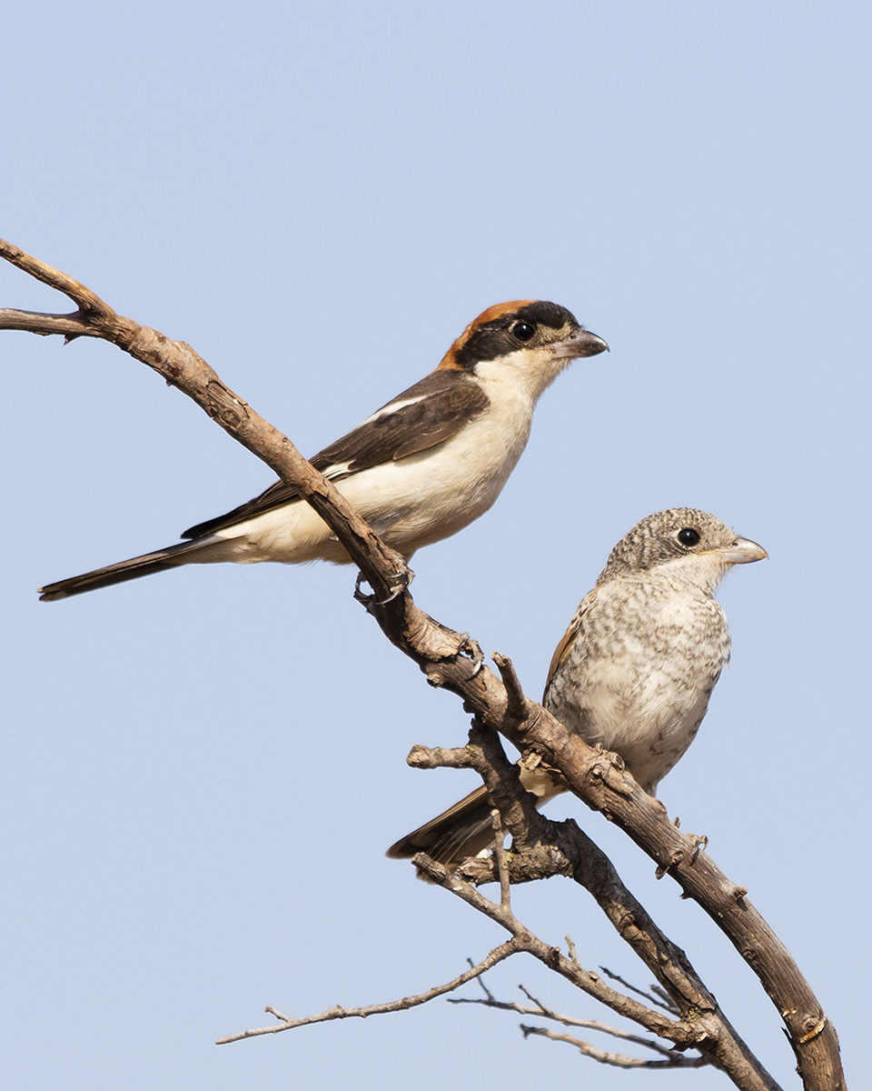 Woodchat Shrike