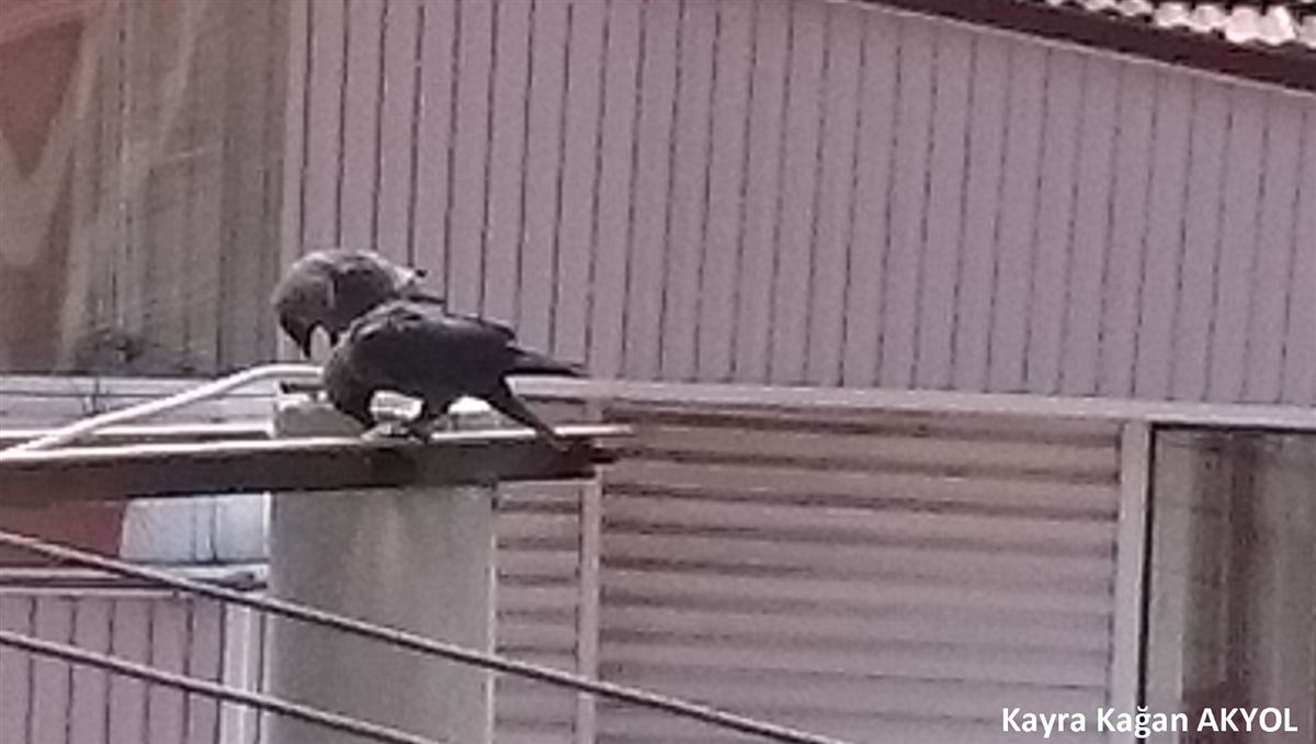 Western Jackdaw