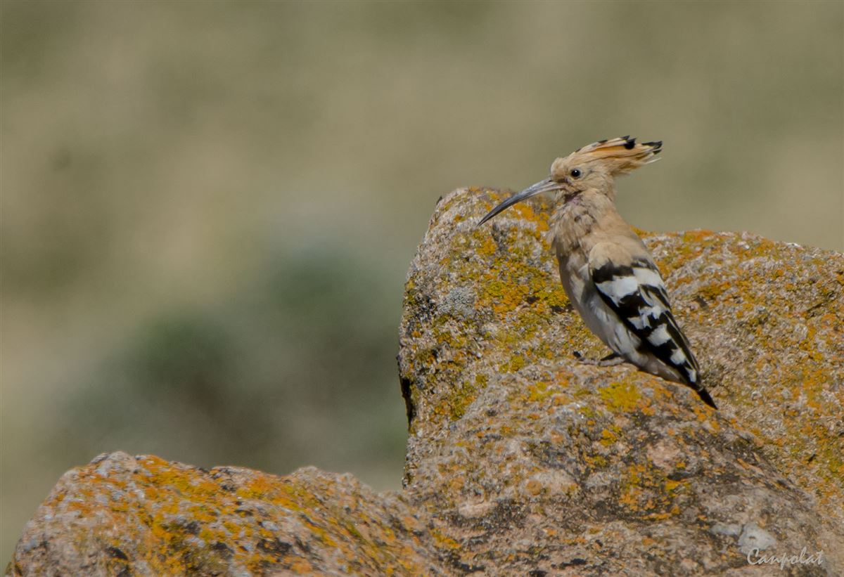 Common Hoopoe