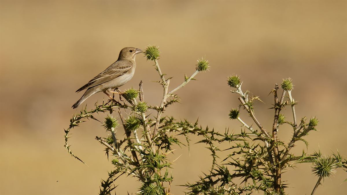 Pale Rockfinch