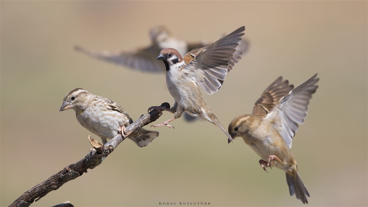 Eurasian Tree Sparrow