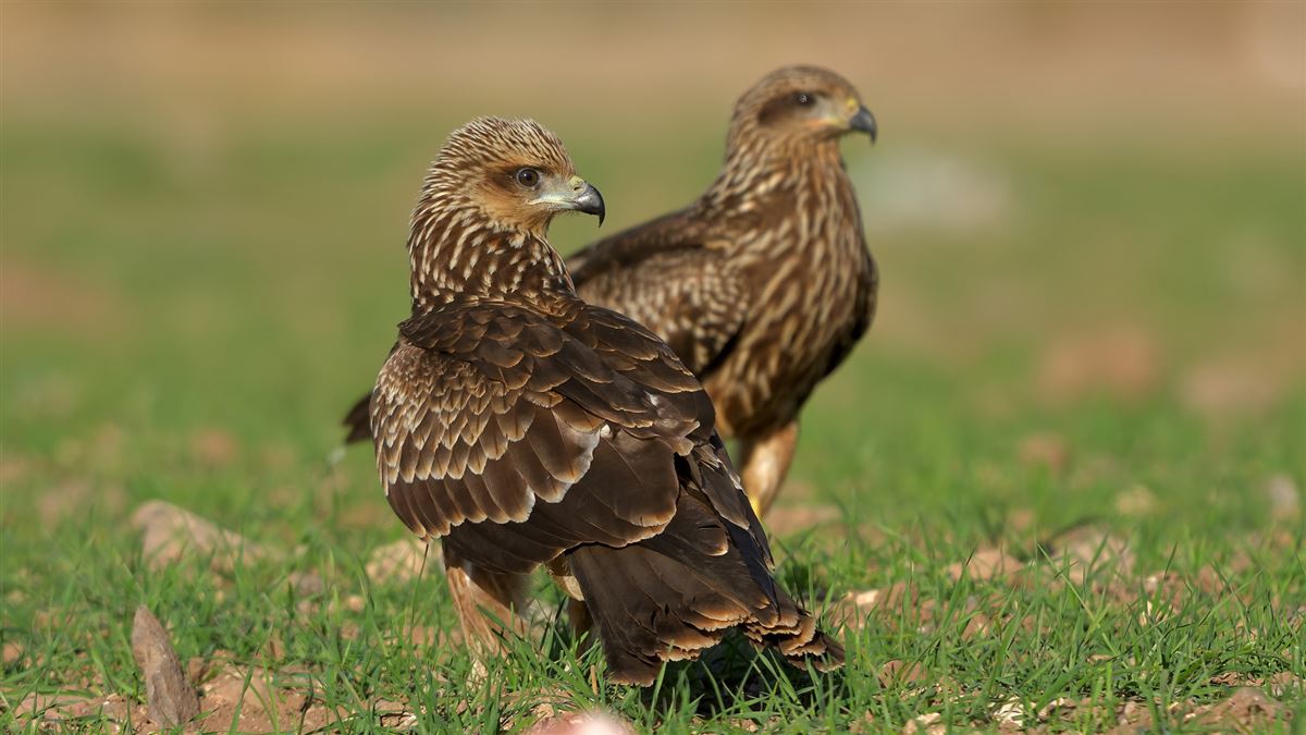 Black Kite