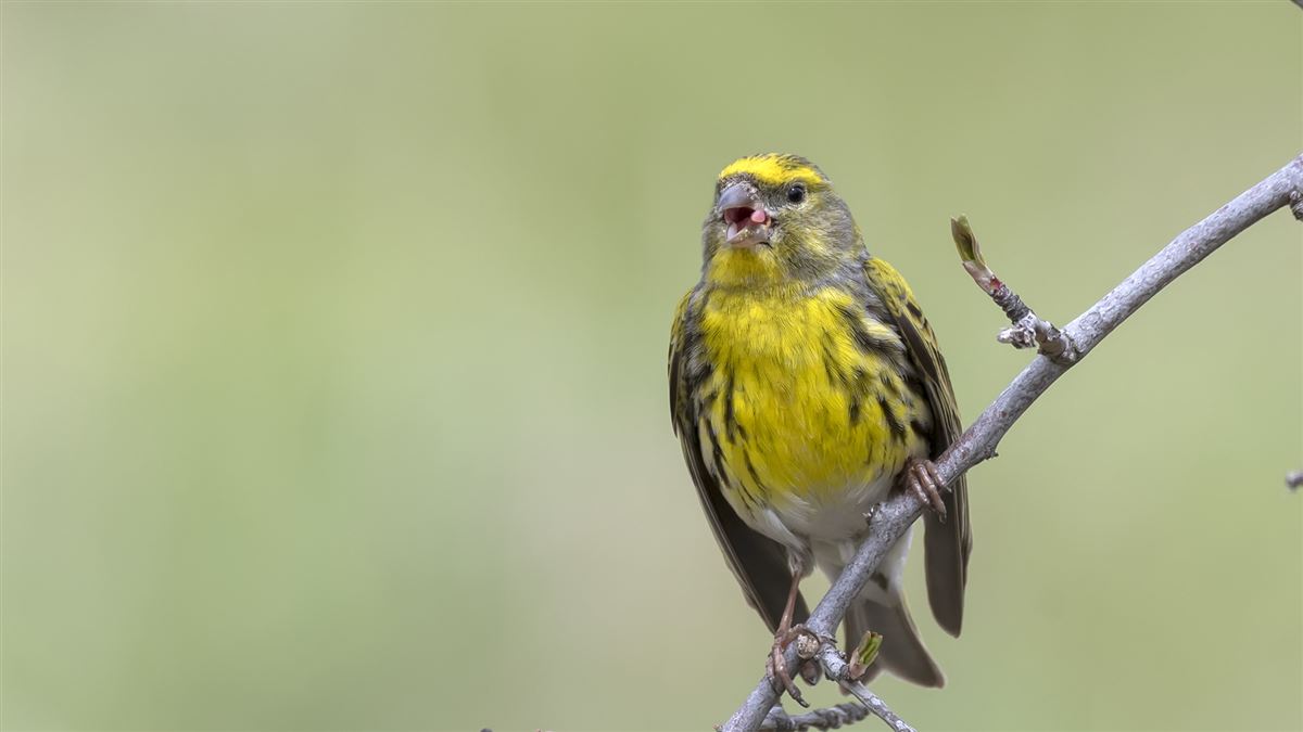 European Serin