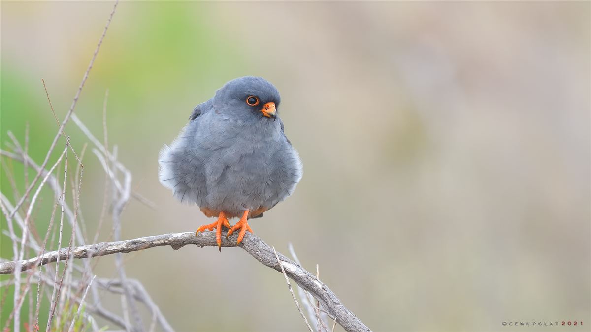 Red-footed Falcon