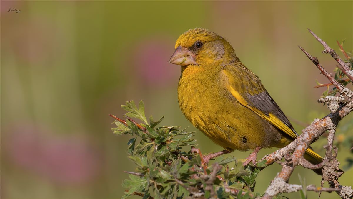 European Greenfinch