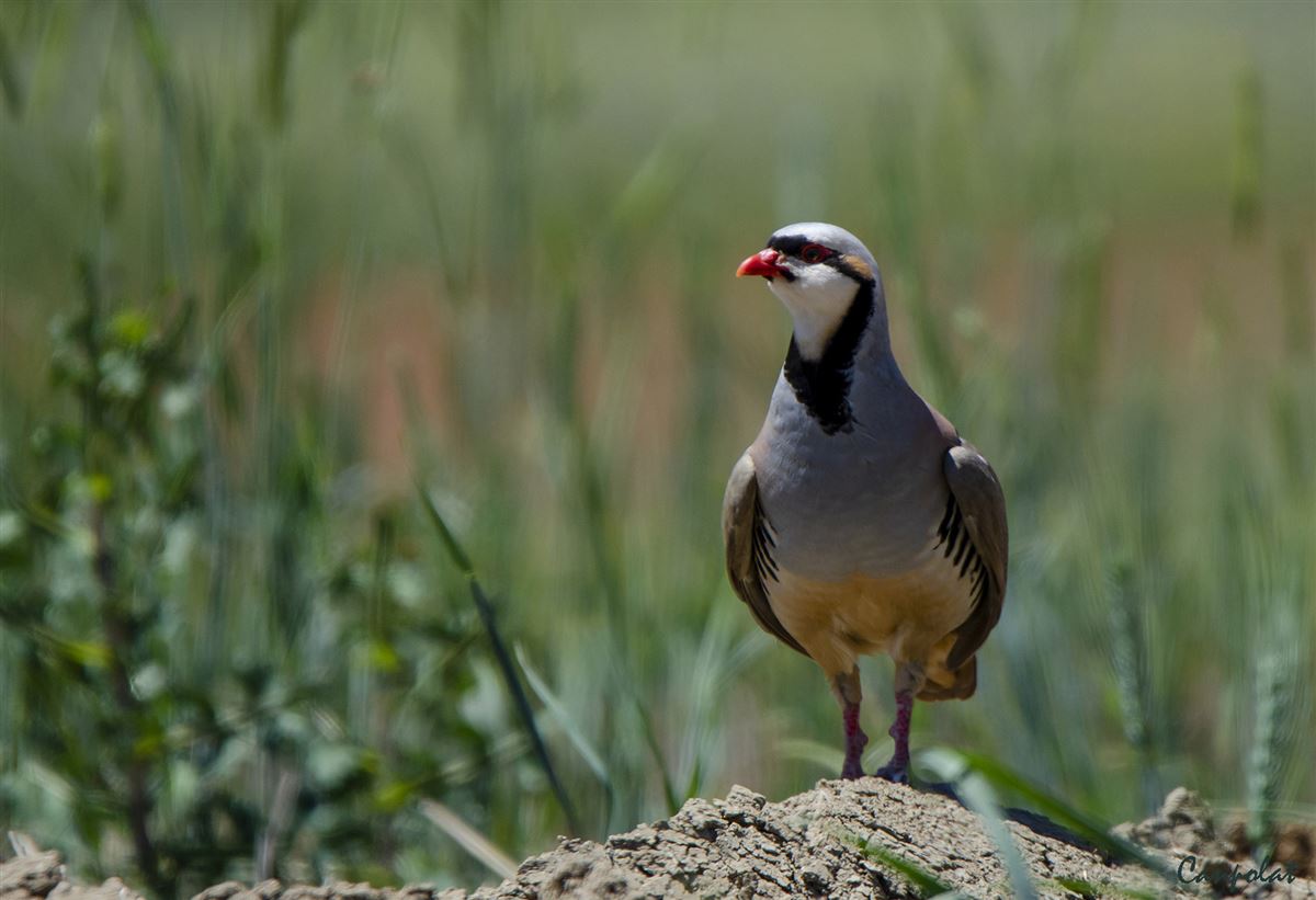 Chukar Partridge