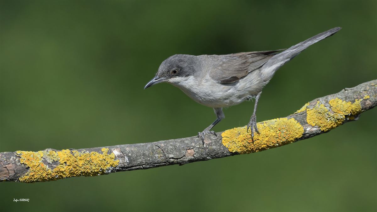 Eastern Orphean Warbler