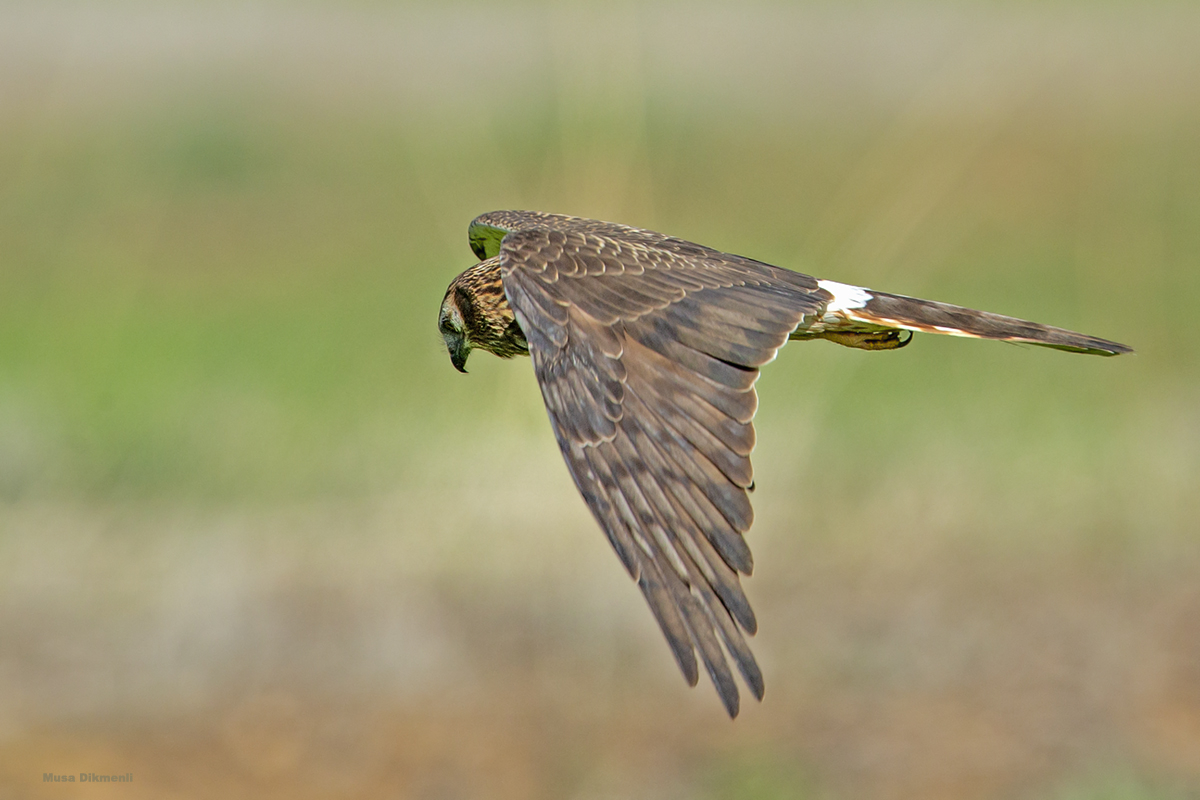 Hen Harrier