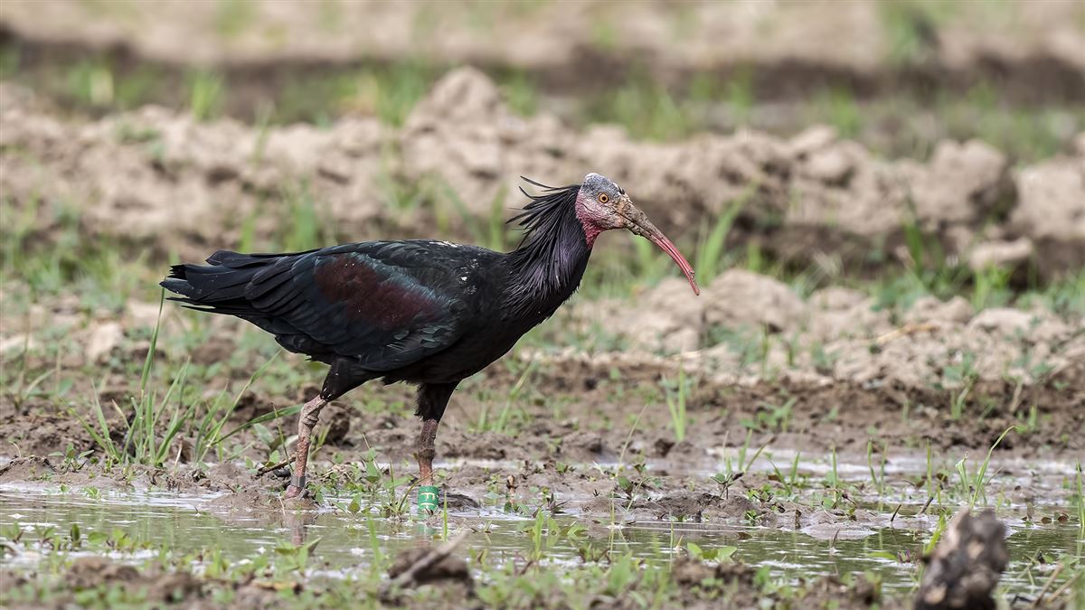 Northern Bald Ibis