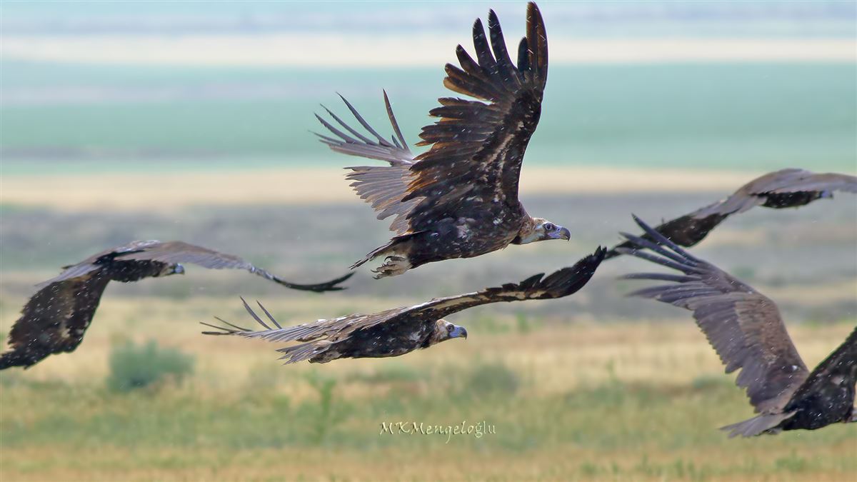 Cinereous Vulture