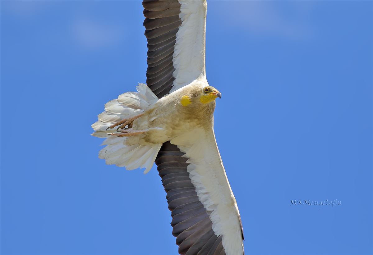 Egyptian Vulture