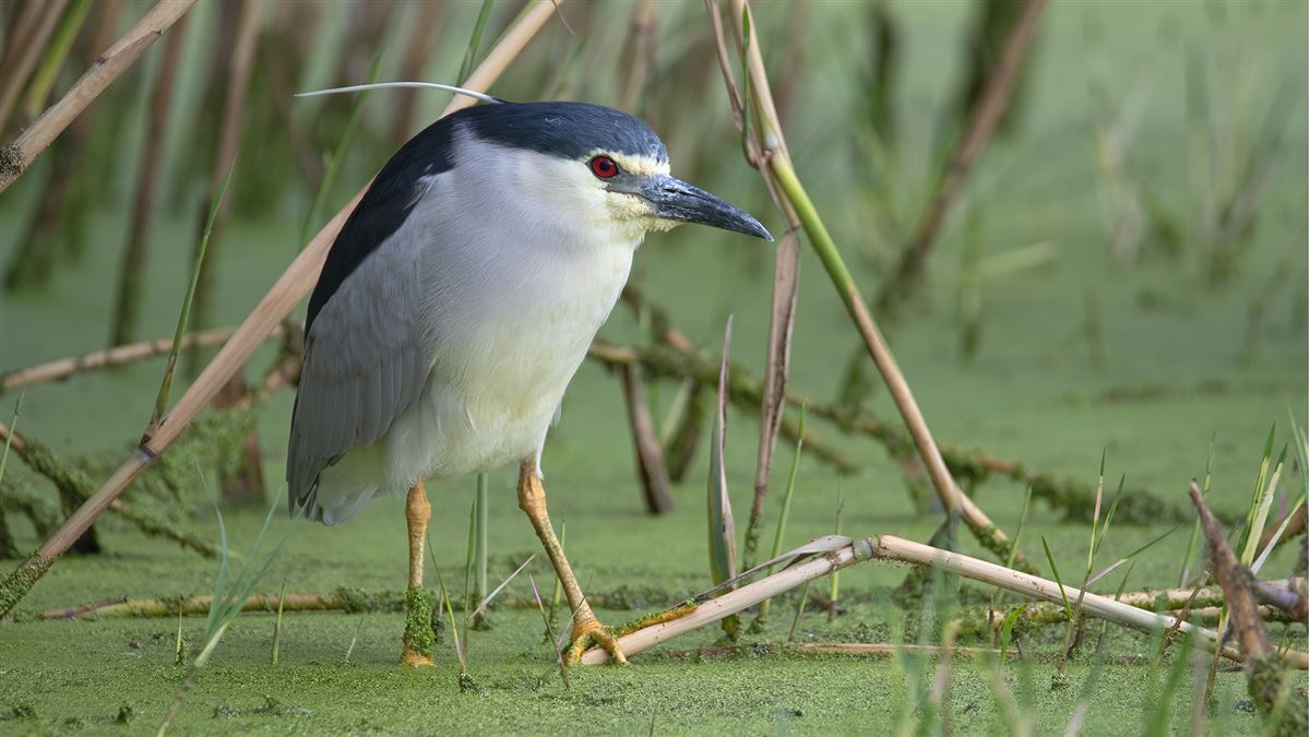 Black-crowned Night Heron