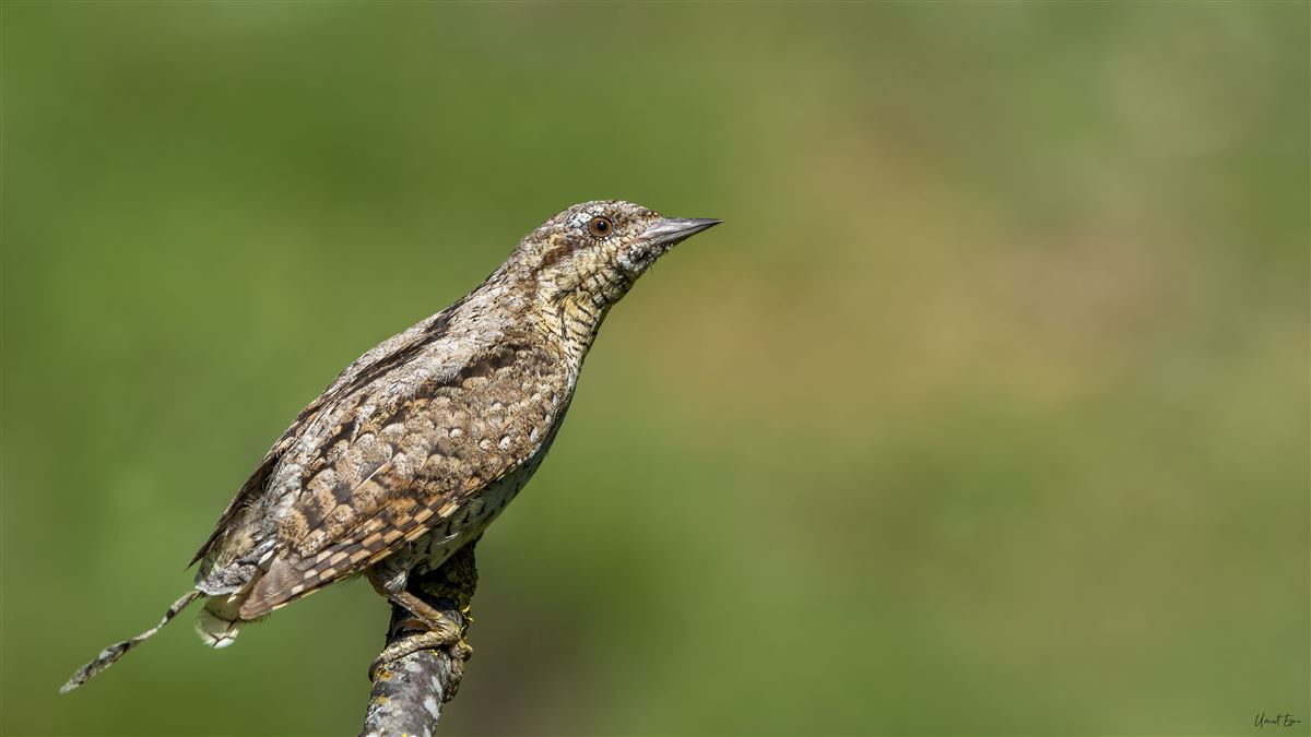 Eurasian Wryneck