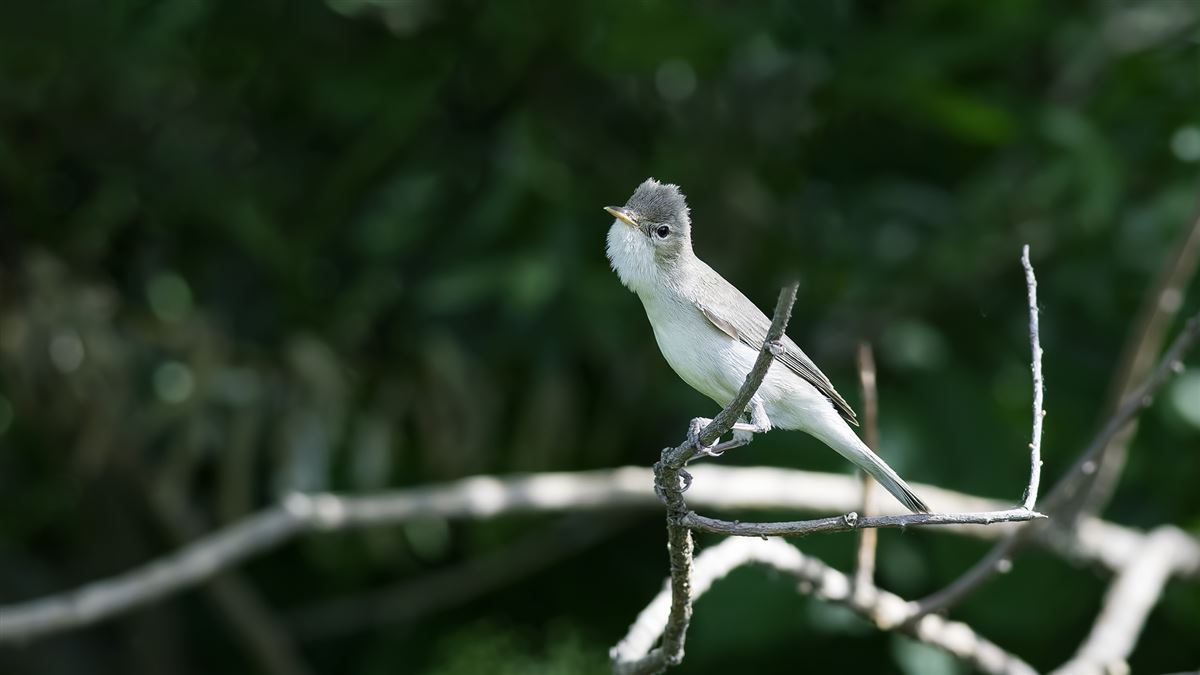 Eastern Olivaceous Warbler