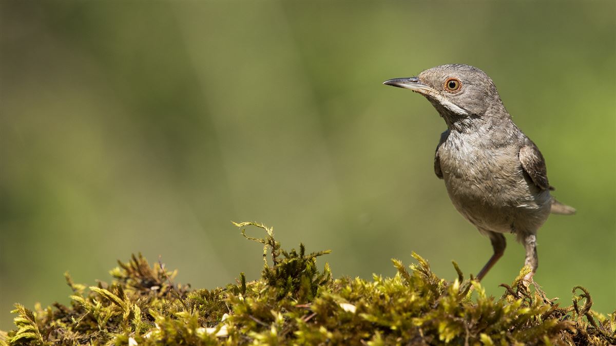 Rüppell`s Warbler
