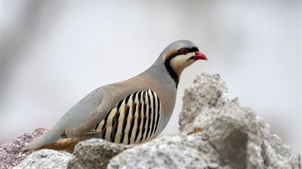 Chukar Partridge