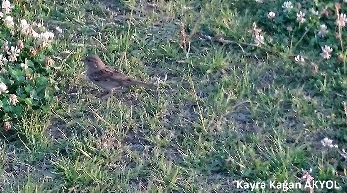 House Sparrow