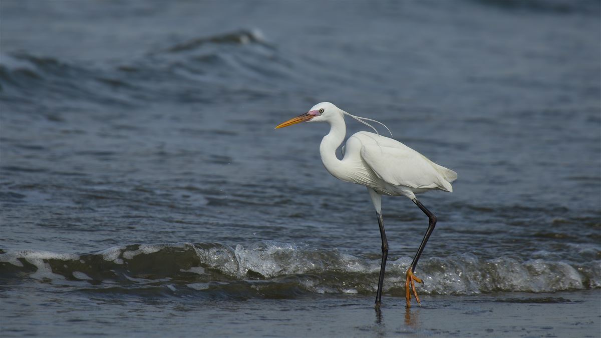 Western Reef Heron