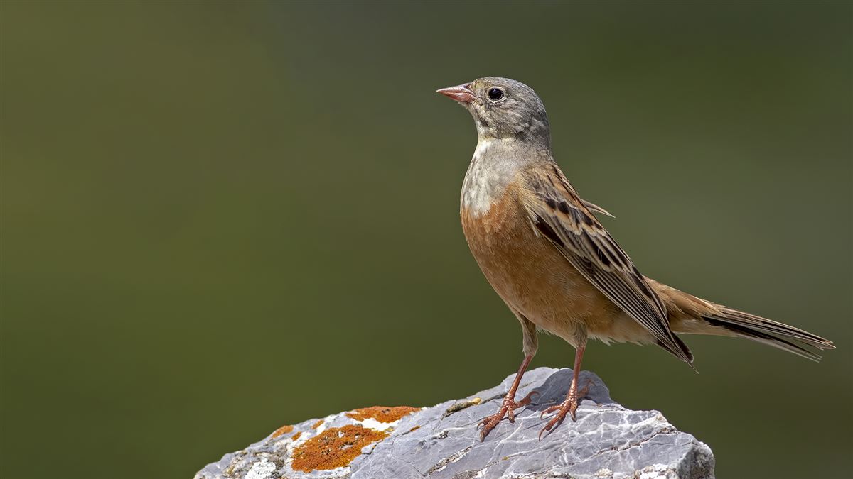 Ortolan Bunting