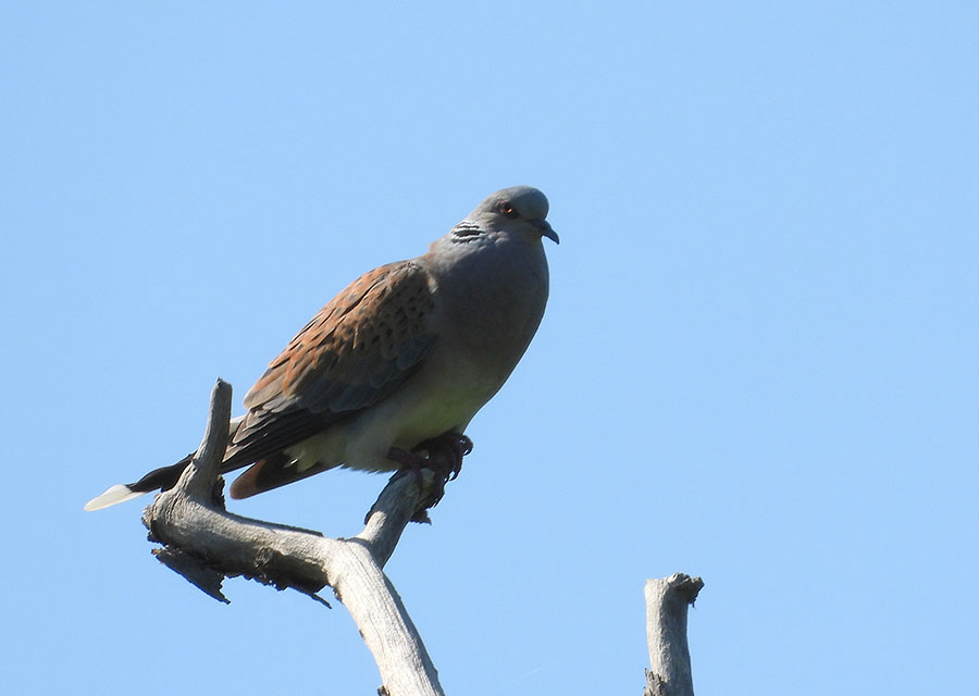 European Turtle Dove