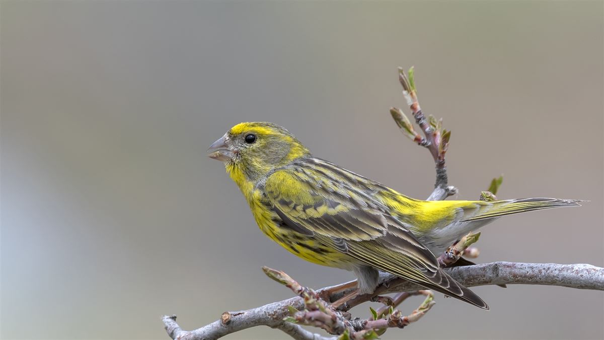European Serin