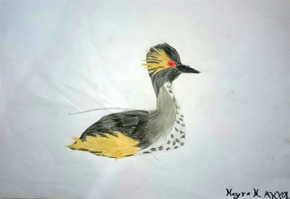 Black-necked Grebe