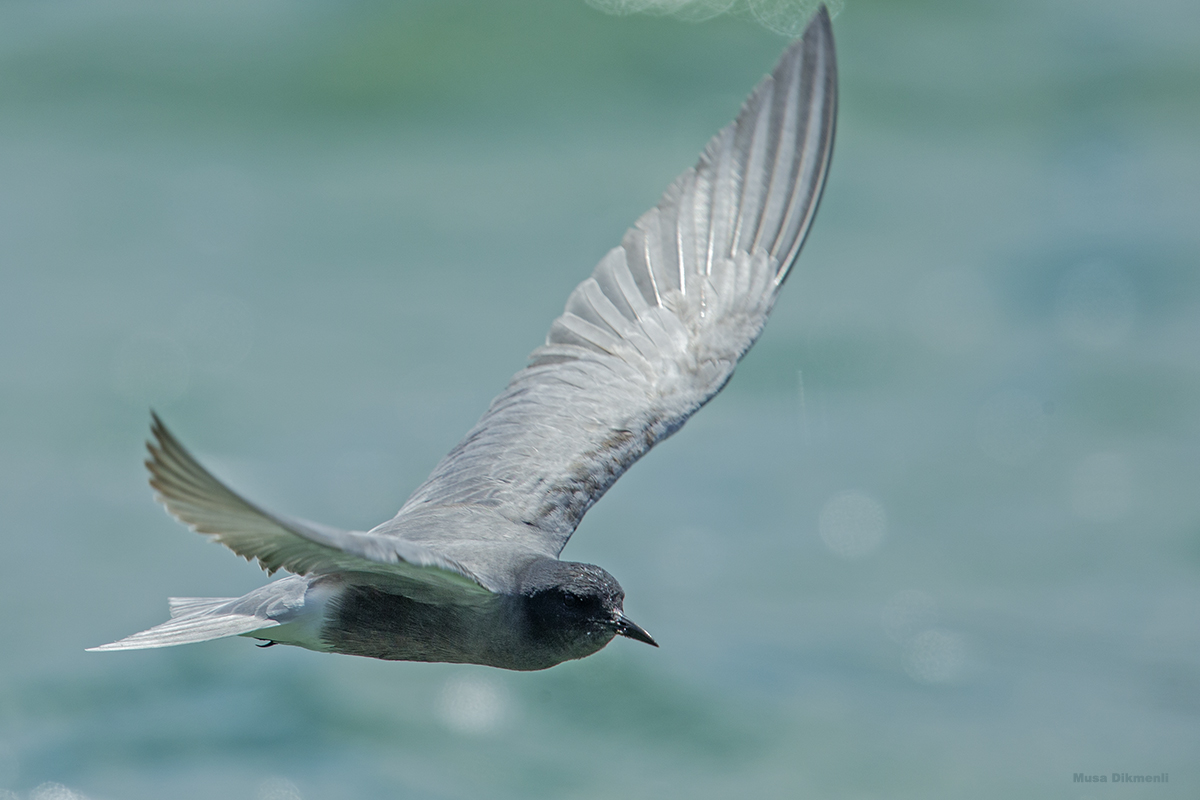 Black Tern