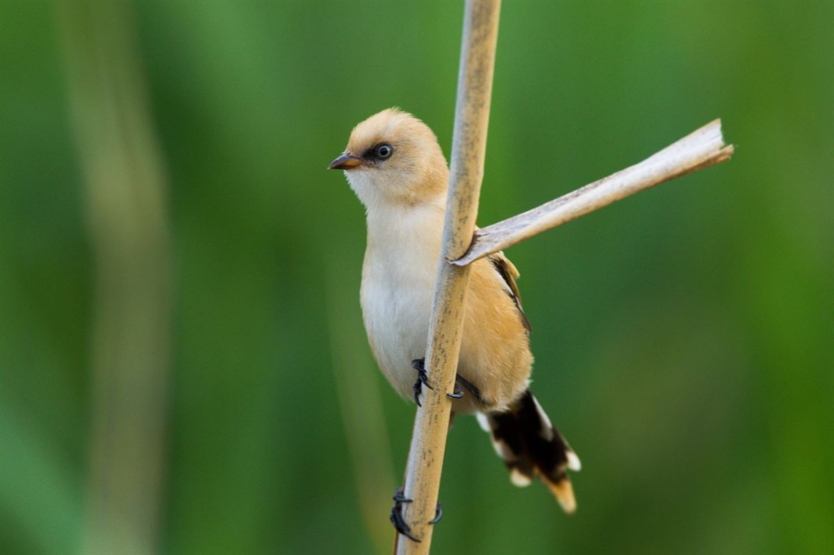 Bearded Reedling