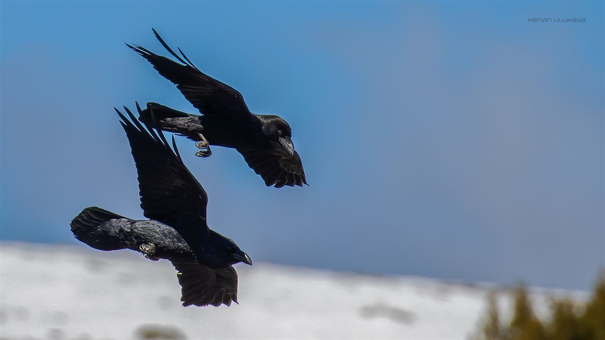 Northern Raven