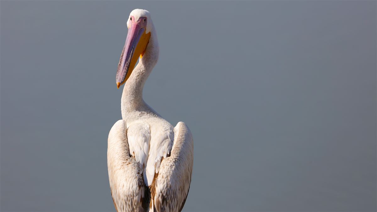 Great White Pelican