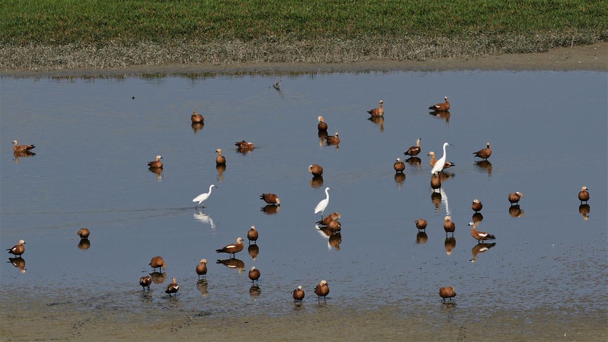 Ruddy Shelduck