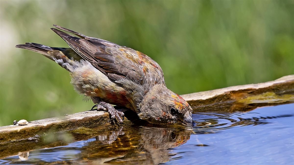 Red Crossbill