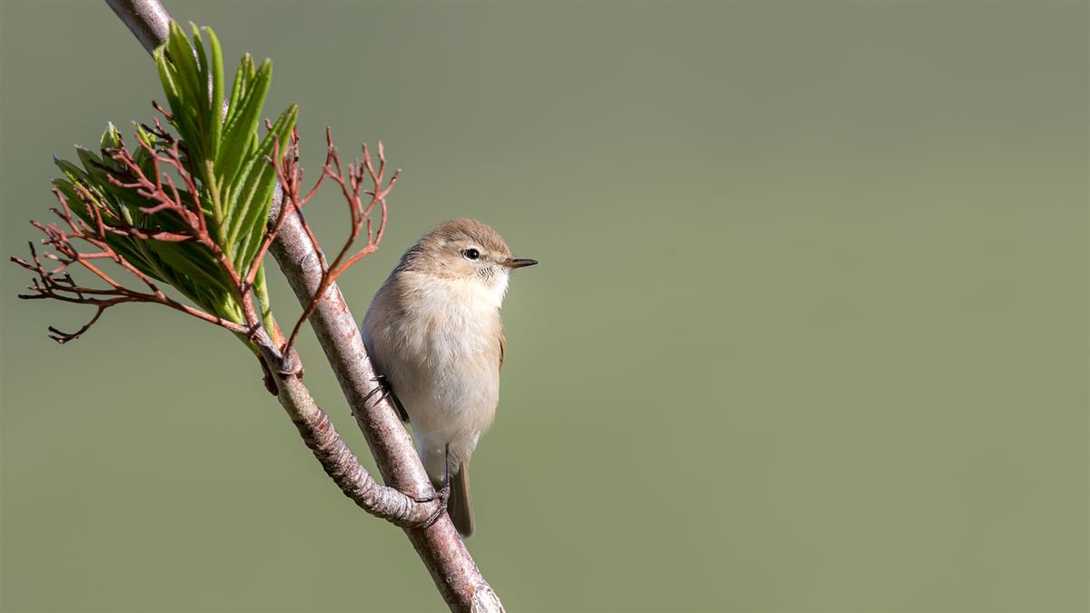 Mountain Chiffchaff