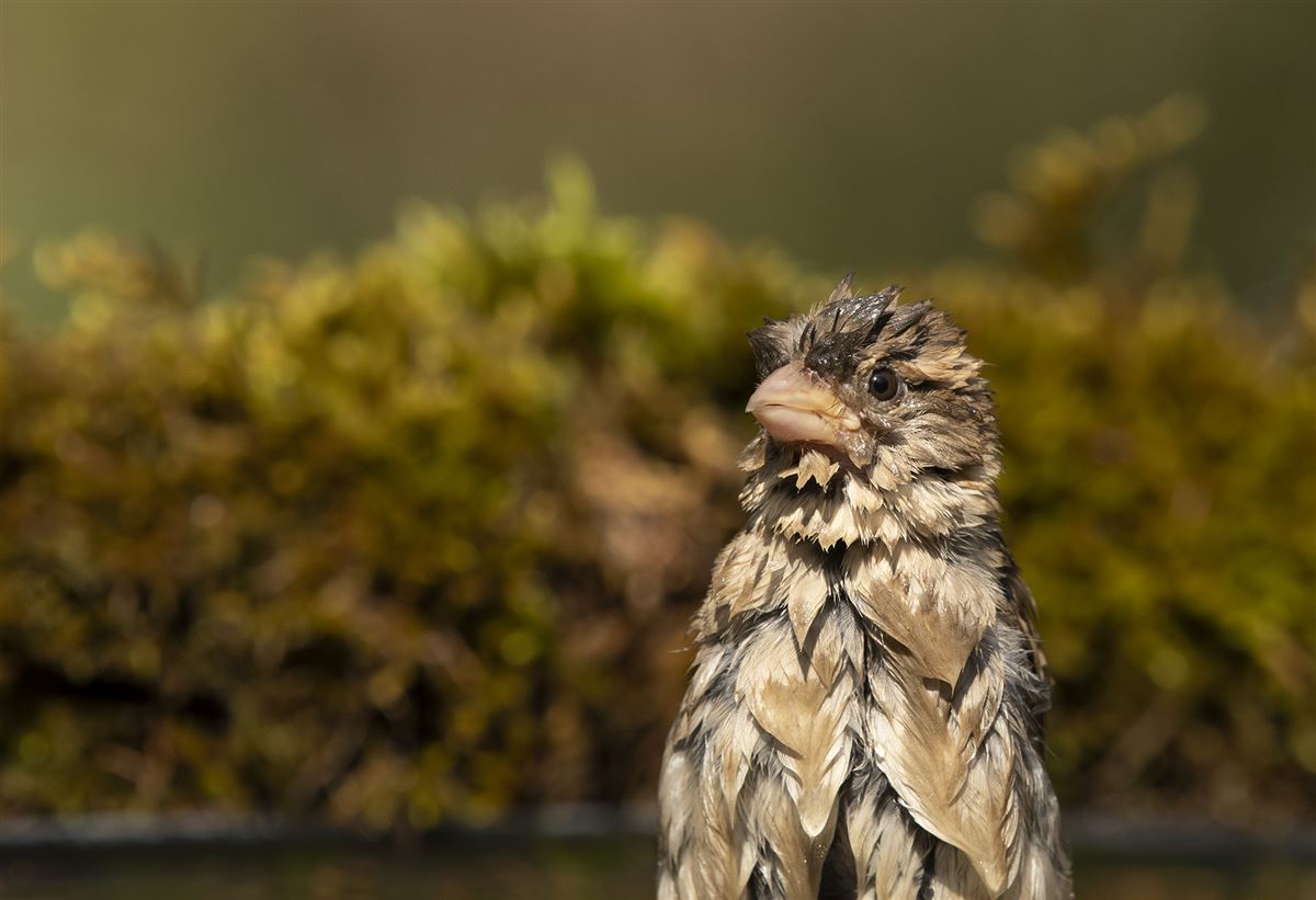 House Sparrow