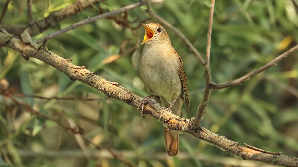 Common Nightingale