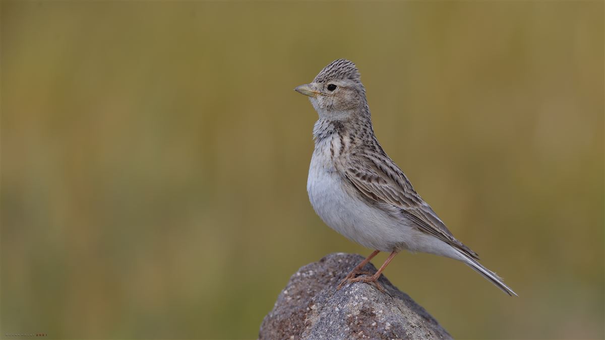 Turkestan Short-toed Lark