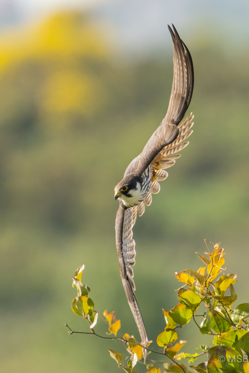 Eurasian Hobby