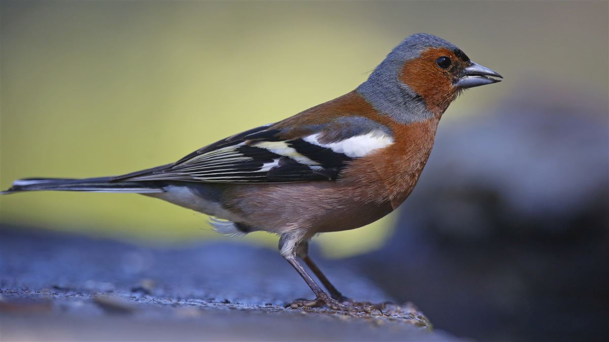 Eurasian Chaffinch