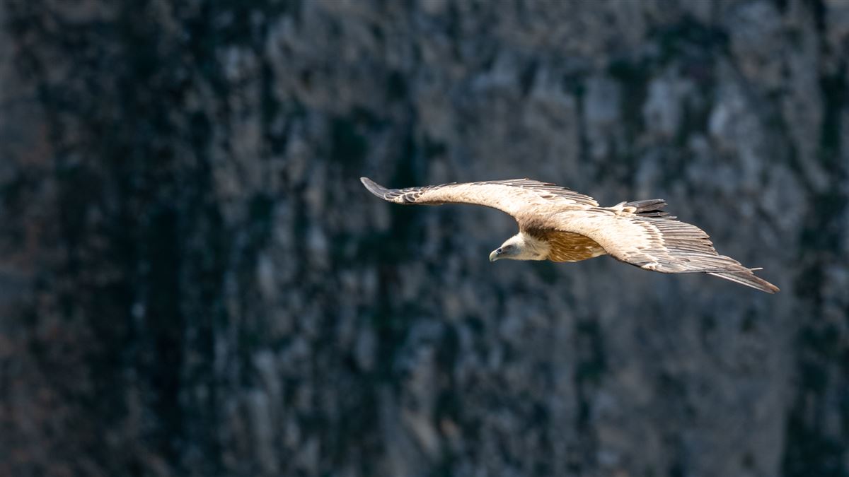 Griffon Vulture